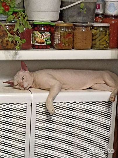 Донской сфинкс