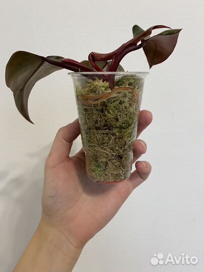 Филодендрон ред эмеральд