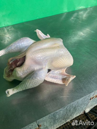 Мясо домашней индейки