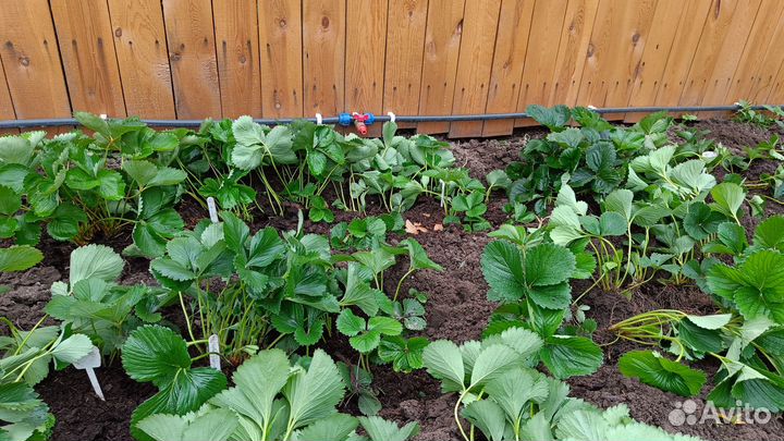 Рассада клубники купчиха и др