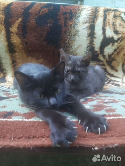 Кошки в добрые руки бесплатно