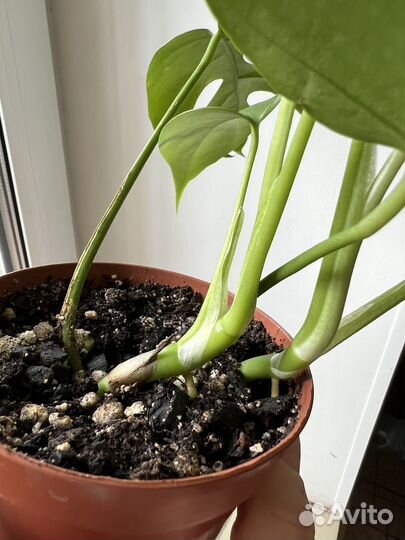 Рафидофора Тетрасперма (Монстера Минима)