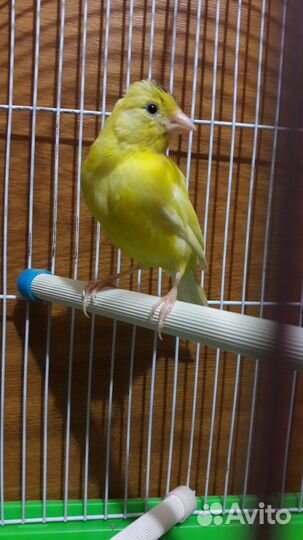 Кенара и канарейки
