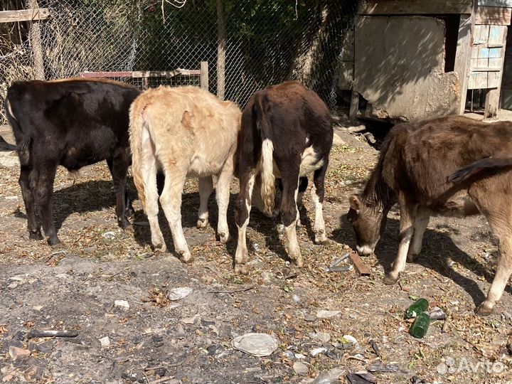 Быки и телки