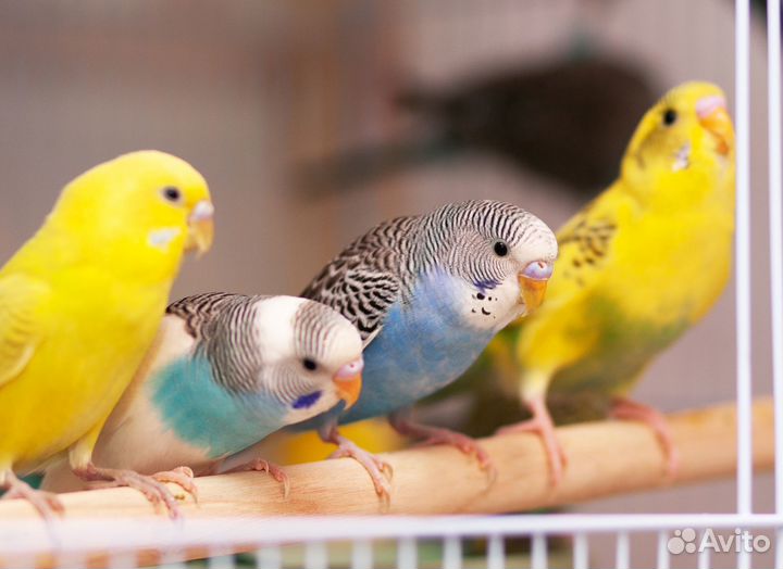 Лучшие Волнистые попугаи птенцы для Вас
