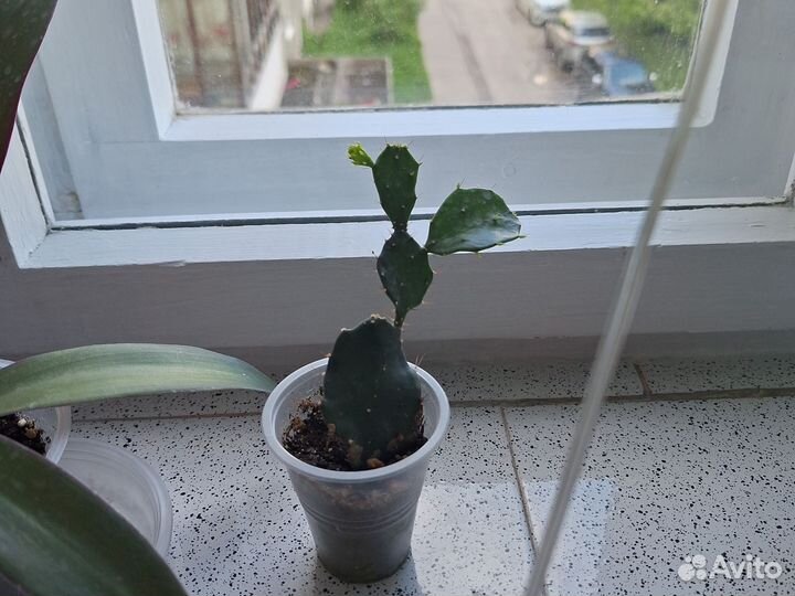 Опунция кактус