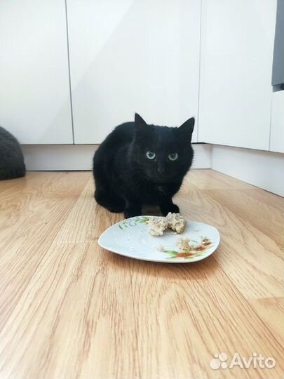 Юные кошечки барышни