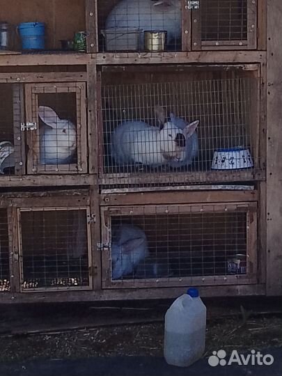 Продаются кролики