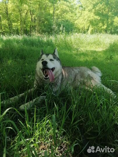 Аляскинский маламут