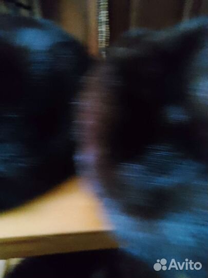 Норка шапка, кепи и береты