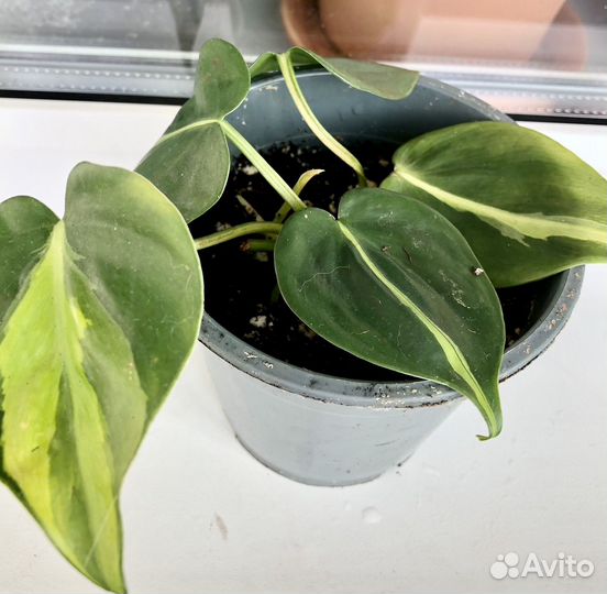 Комнатные растения