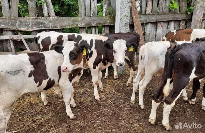 Телята бычки