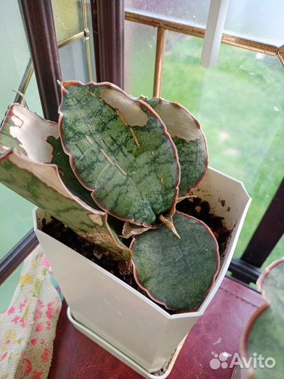 Суккуленты