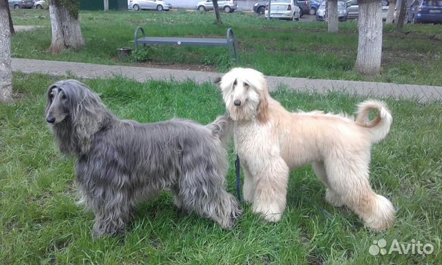 Стрижка, груминг собак на дому от мастера