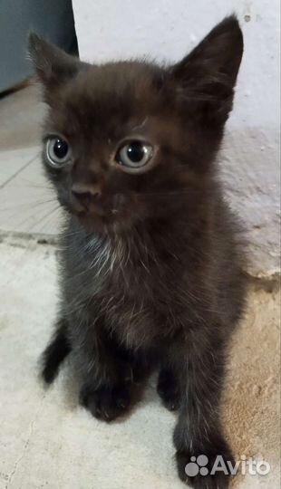 Котята в добрые руки бесплатно