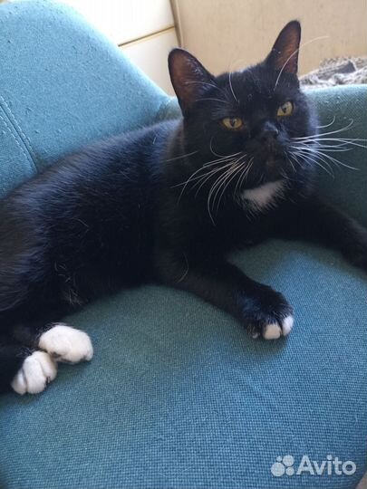 Базланя, 5-6 лет