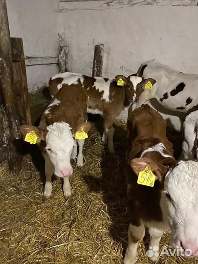 Продам телят