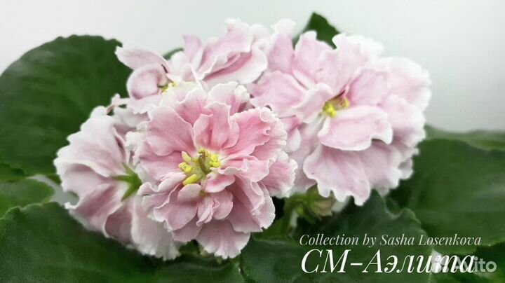 Фиалки- лист на срез