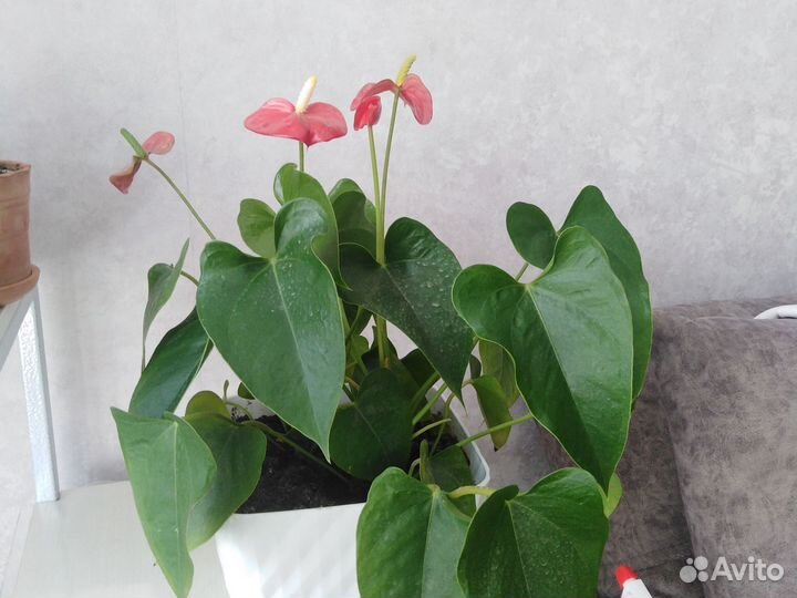 Антуриум андрэ Amigo Basic