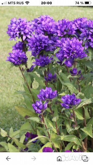 Цветы многолетние