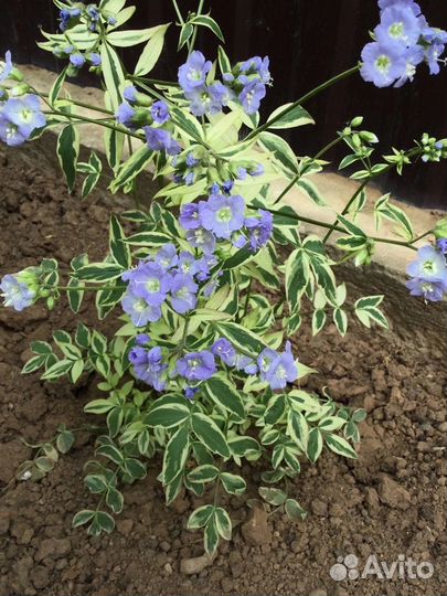 Многолетние растения для сада