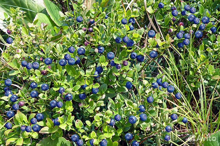 Черника саженцы 50-60 см