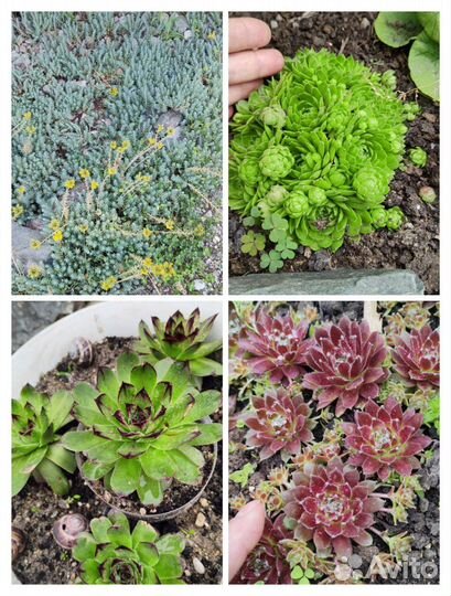 Растения и цветы многолетние (саженцы)