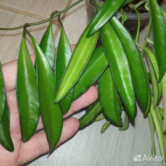 Хойи Тсанги вариегатная, Вайетти