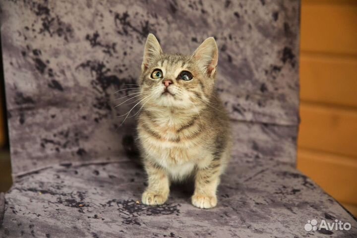 Котёнок 2.5 мес в дар