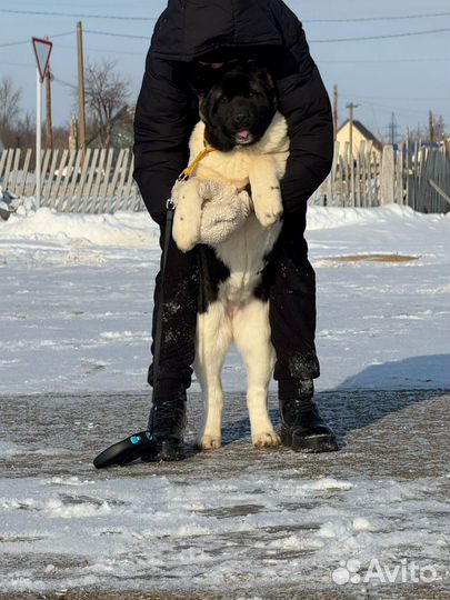 Щенки американской акиты