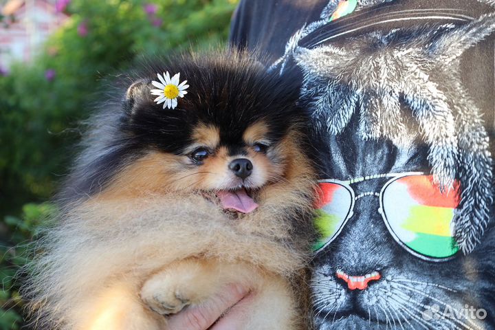 Померанский шпиц