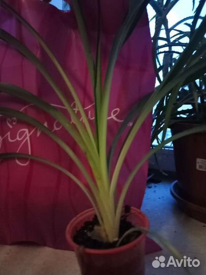 Хлорофитум