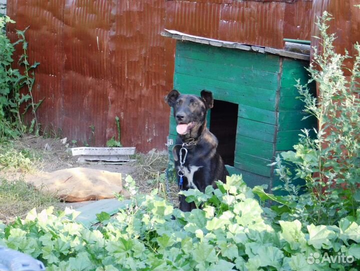 Собака пёс щенок кобель Гор