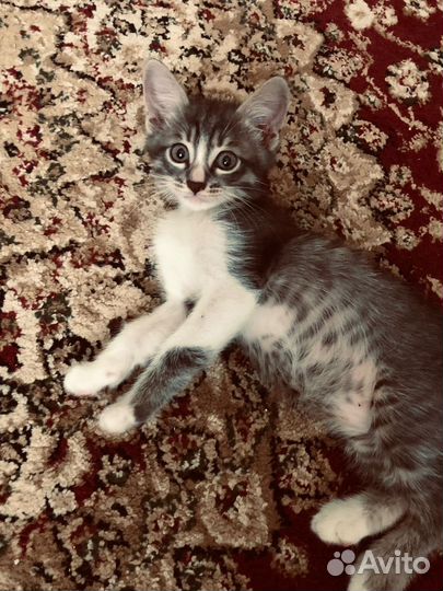 Кошка в дар бесплатно