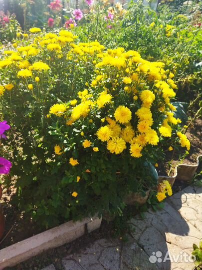 Хризантема