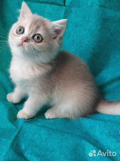 Девочка голубое золото