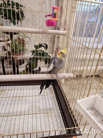 Попугай корелла