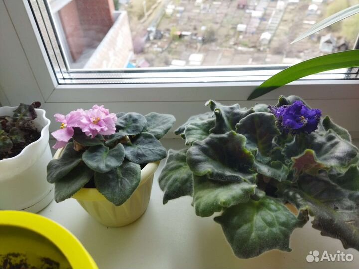 Кашпо горшок для цветов, каскад