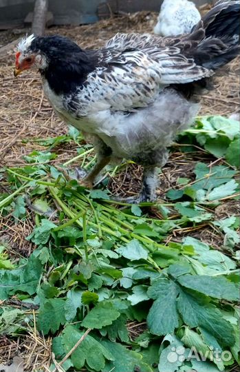 Молодые петушки Брама