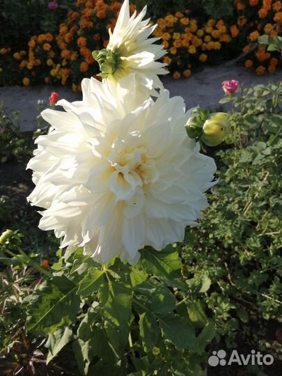 Корни георгин