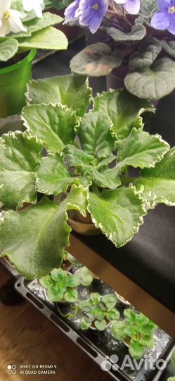 Детки сортовых фиалок