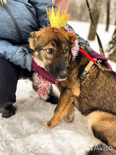 Ласковая и дружелюбная девочка грустит в клетке