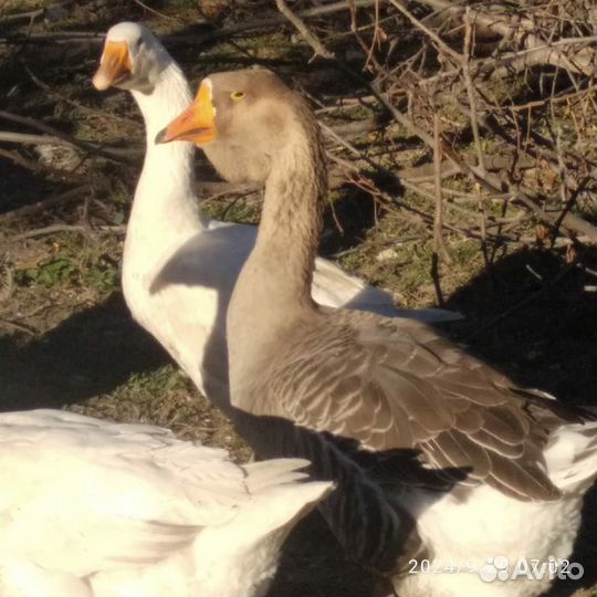 Холмогорские гуси