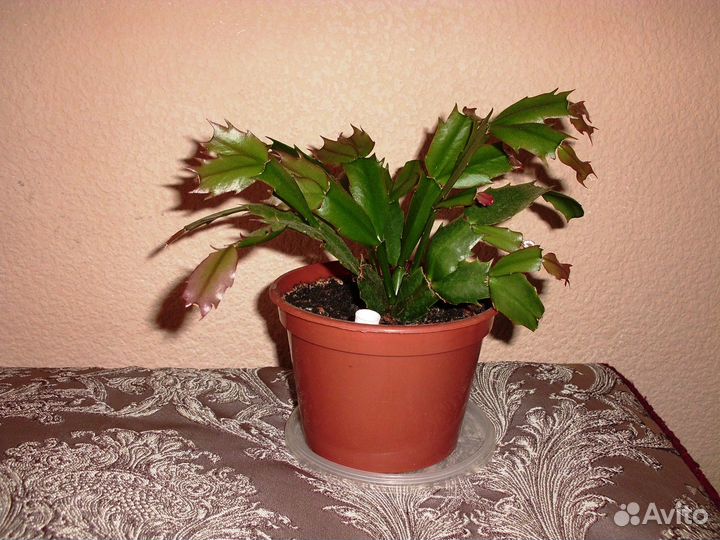 Цветок декабрист