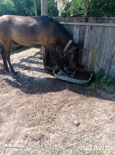 Конь жеребец