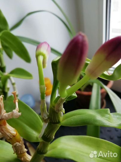 Дендробиум нобиле