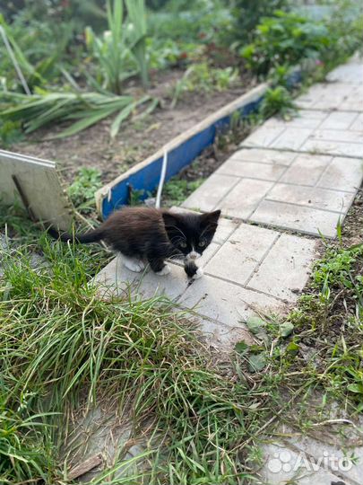 Кошка мальчики