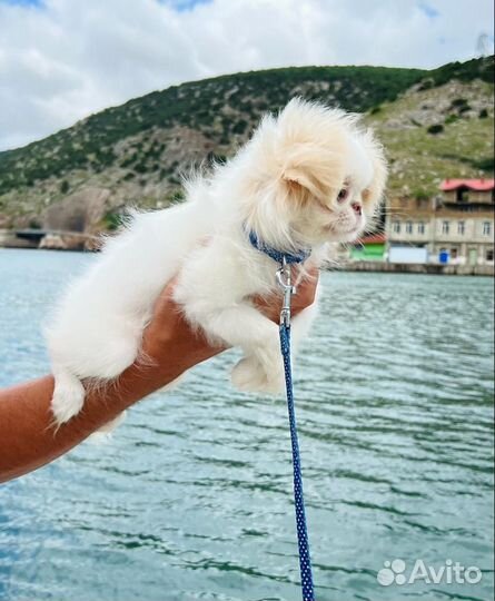 Щенки мальтипу