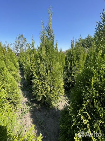 Туя смарагд можевельник Стрикта