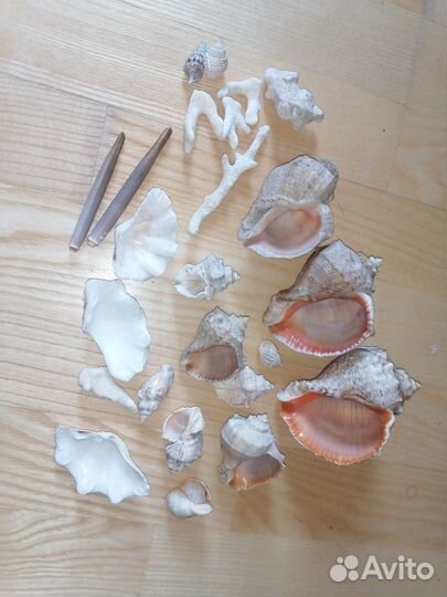 Ракушки морские (рапаны и др. ) для творчествв